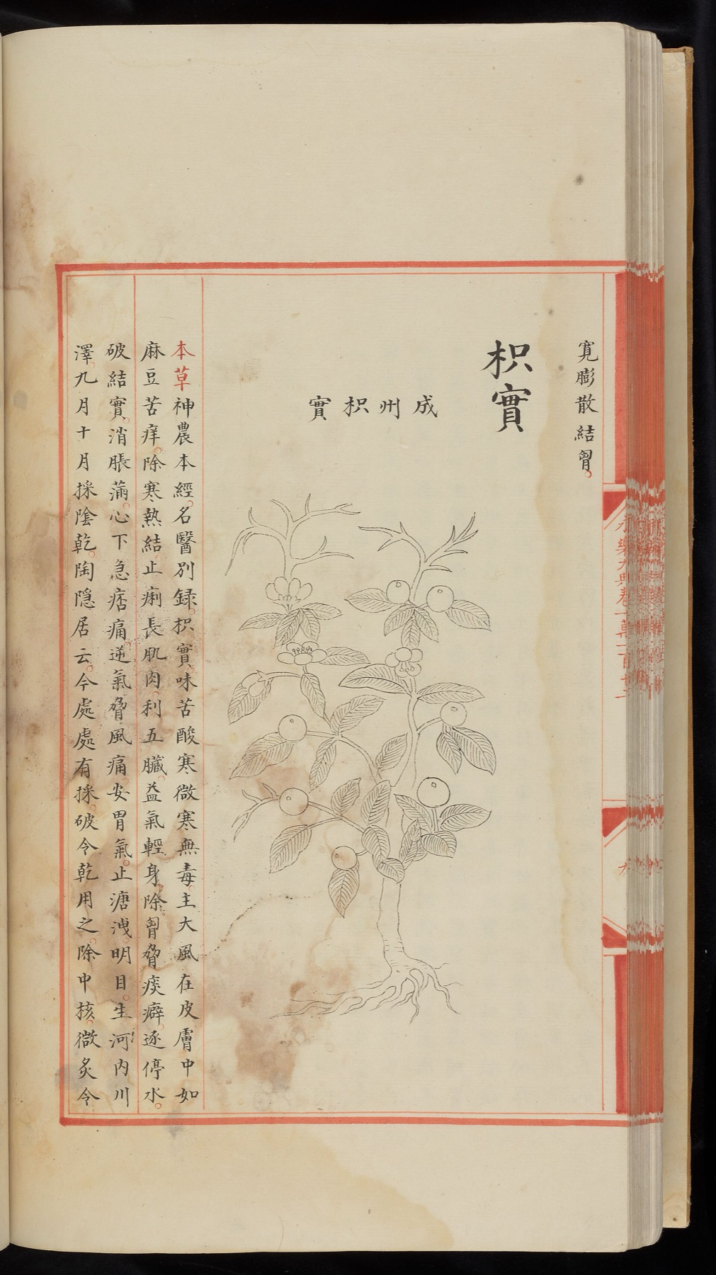 Manuscript page from the Yongle Encyclopedia with a botanical drawing and vermilion rulings